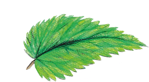 Verein für ganzheitliche Natur