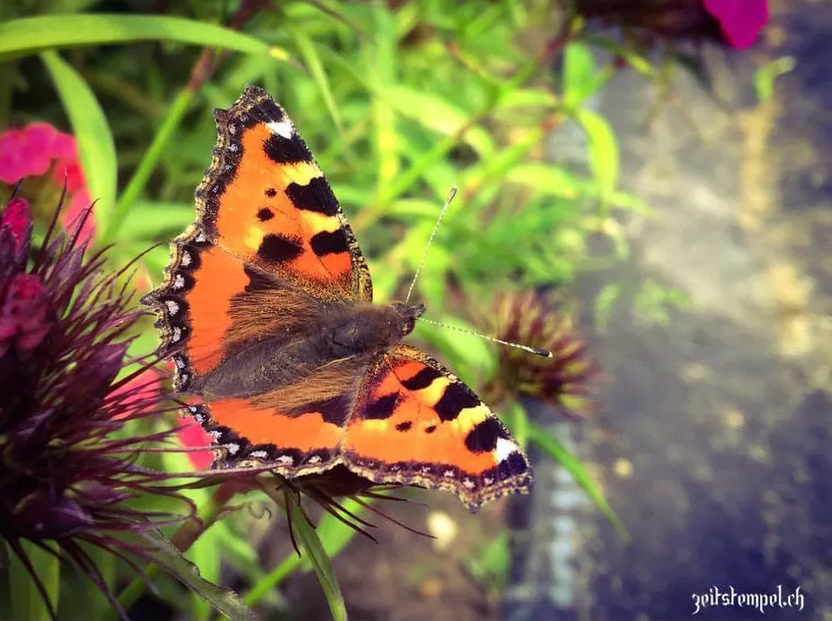 slider-schmetterling