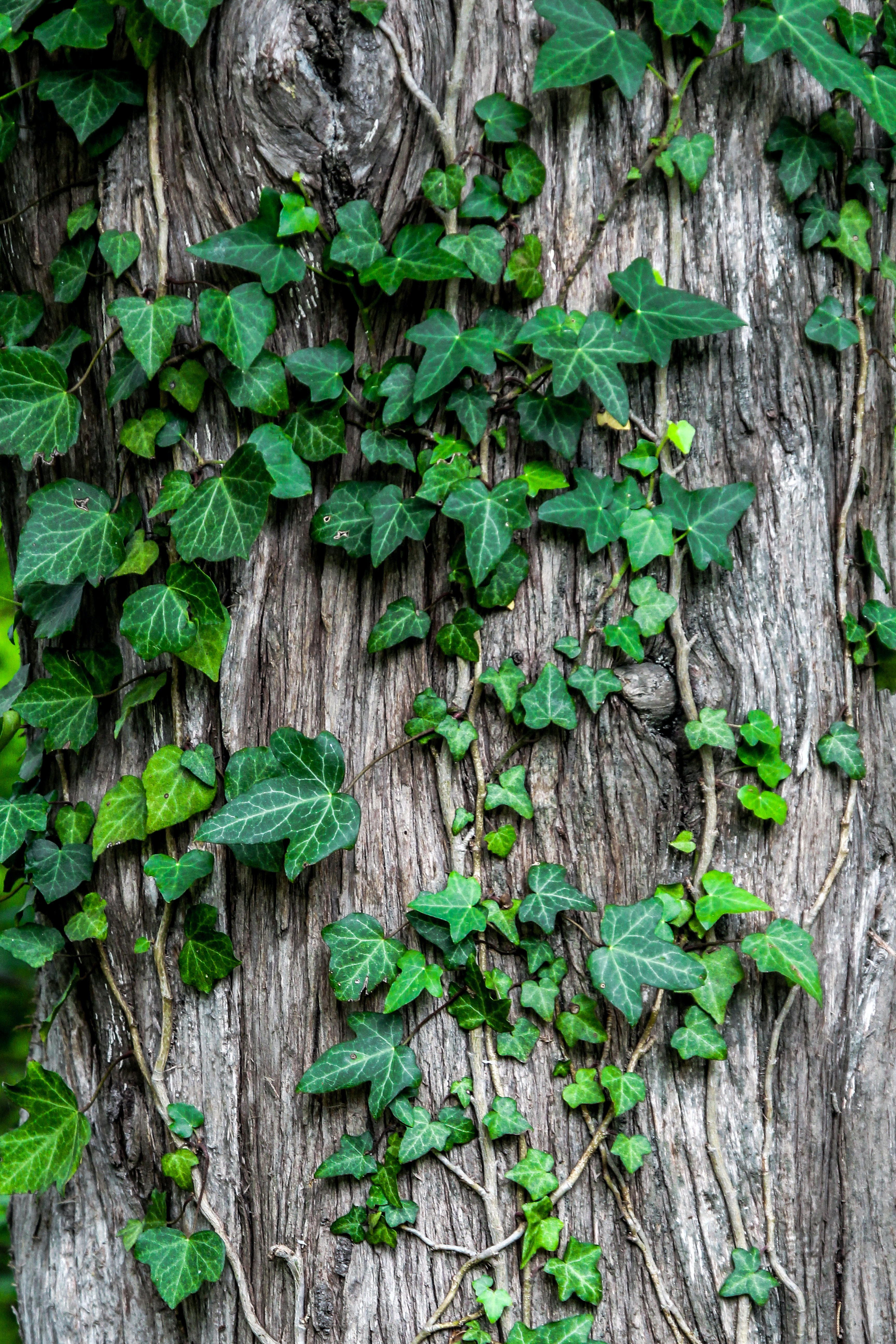 sugar-bee-hmmppwlh47y-unsplash